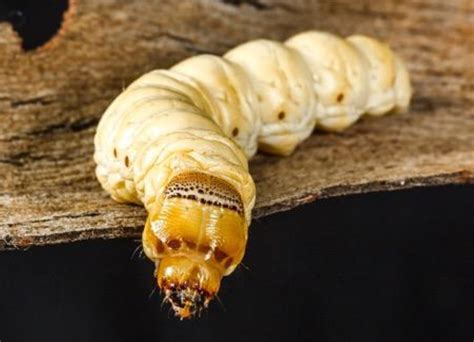 Which witchetty grubs to grab: choose your insect dinner wisely ...