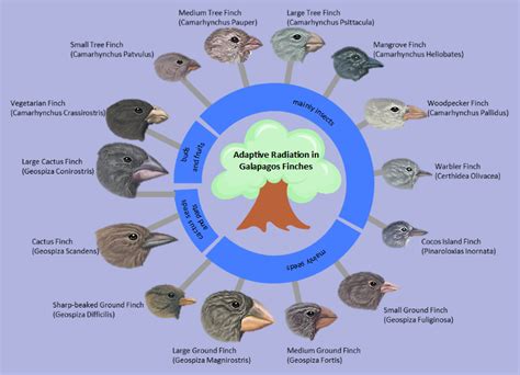 What Is Adaptive Radiation | EdrawMax Online