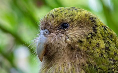 Kakapo Boom Through the Night | BirdNote