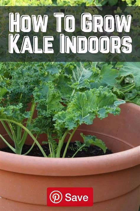 How To Grow Kale Indoors | Indoor vegetable gardening, Growing kale ...