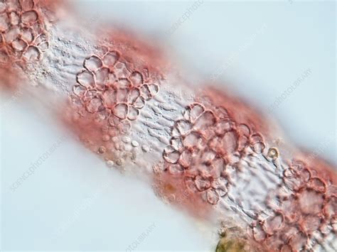 Red algae, light micrograph - Stock Image - C006/9706 - Science Photo Library