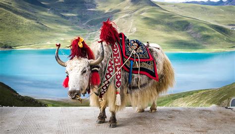 Tibet | World Travel Guide