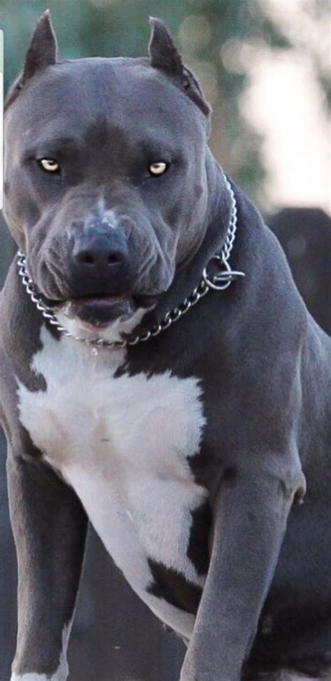 Pitbull Dogs Breed