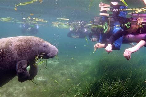 Crystal River Manatee Swim: Triphobo