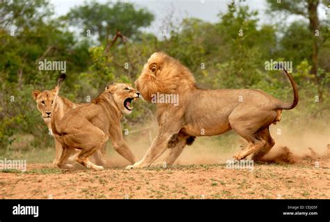 Fighting Lions Stock Photo - Alamy