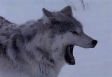 Wolf Yawn GIF - Wolf Yawn Stretch - Discover & Share GIFs Wolf Love, Red Wolf, White Wolf, Gifs ...
