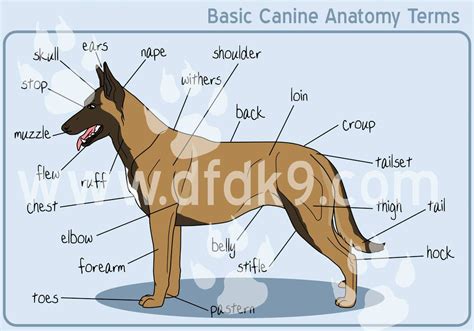 Basic Canine Anatomy - Malinois by MauserGirl | Malinois, Belgian ...