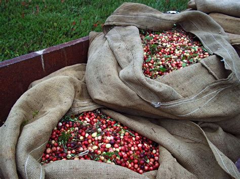 Cranberry Bog Tours | Guided Tours of a Working Cranberry Farm ...