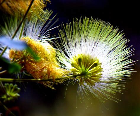 East Indian Walnut (Albizia lebbeck) Growing & Care Guide for Gardeners