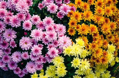 Chrysanthemum Facts, Meaning, and Care | Petal Talk