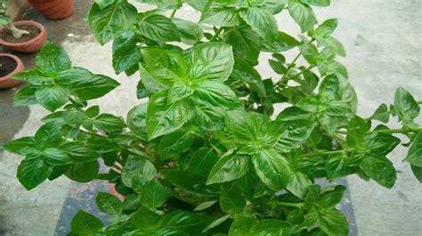 Growing Sweet Basil Plant (in Hindi) - YouTube