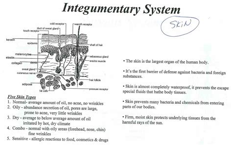 shaft the Integumentary System Functions And Structure skin and ...