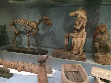 Egyptian Chronicles: Days at the Egyptian Museum of Cairo : Animal Mummies "Updated"