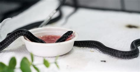 How to get a stubborn garter snake to eat – GravidGarters