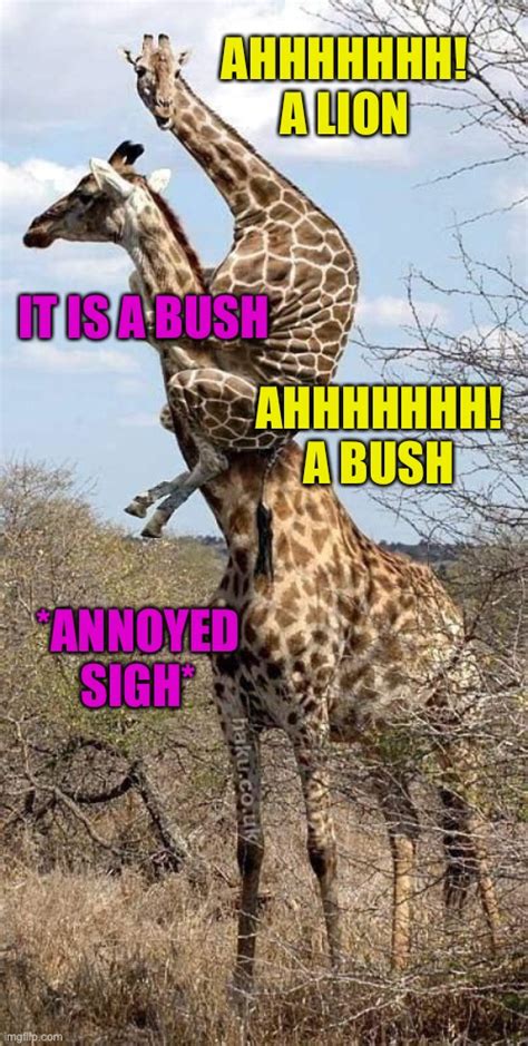 funny giraffe Memes & GIFs - Imgflip