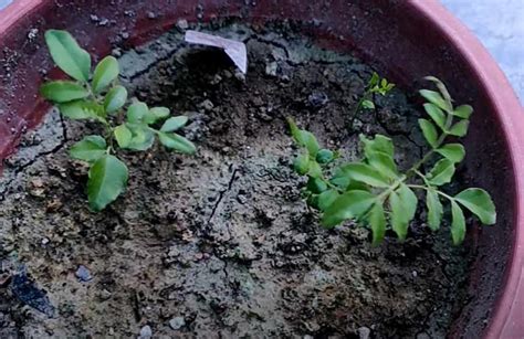 Grow Curry Leaves Plant in Pot at Home with Very Easy Steps