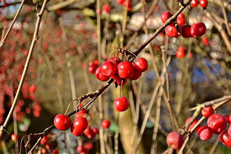 Autumn Berries - Free photo on Pixabay