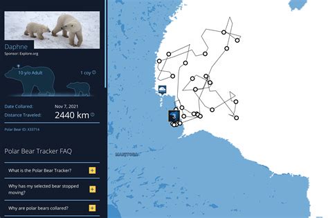 Polar Bear Tracker Update Summer 2022 | Polar Bears International