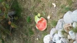 Baby Chipmunks Eating Watermelon at the Ski Silverthorne Lodge