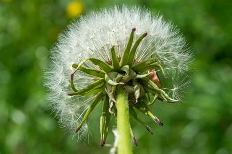 Maslačak (Taraxacum officinale) - Plantea