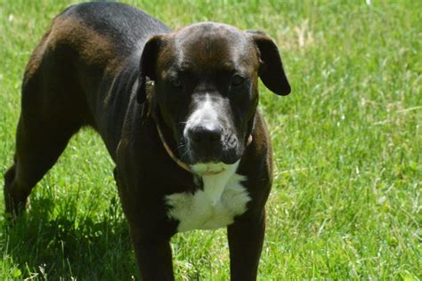 Pitbull Lab Mix - Complete Owner Guide - Animal Corner