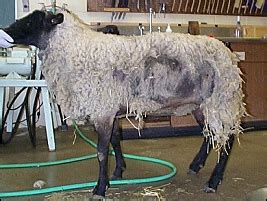 Scrapie 101 for Sheep and Goat Producers | Animal Science with Extension