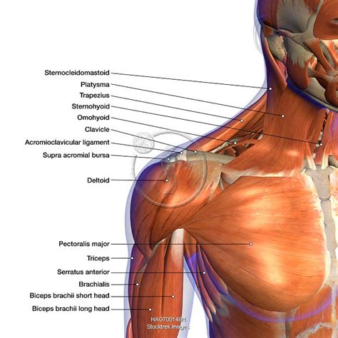 Labeled anatomy chart of neck and shoulder muscles, on white background ...