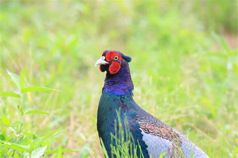 What is the National Bird of Japan?