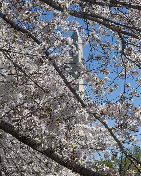 Washington Monument through the Cherry Blossoms DS0066 Photograph by ...