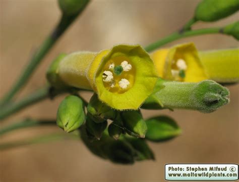 Nicotiana glauca (Glaucous Tobacco) : MaltaWildPlants.com - the online Flora of the Maltese Islands.