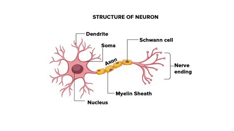 Draw Neat Labelled Diagram Of Neuron | My XXX Hot Girl