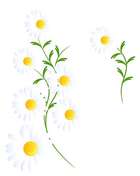 White daisys clipart 20 free Cliparts | Download images on Clipground 2024