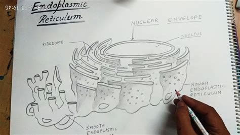 How To Draw Endoplasmic Reticulum – ERModelExample.com