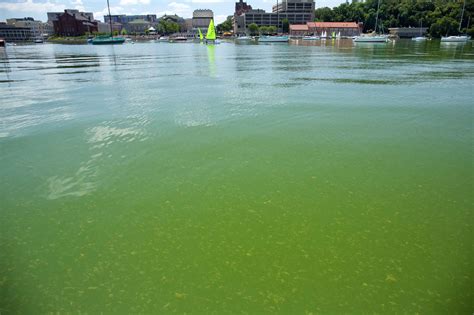 Cyanobacteria Blooms and Lake Ecology: Clean Lakes Alliance