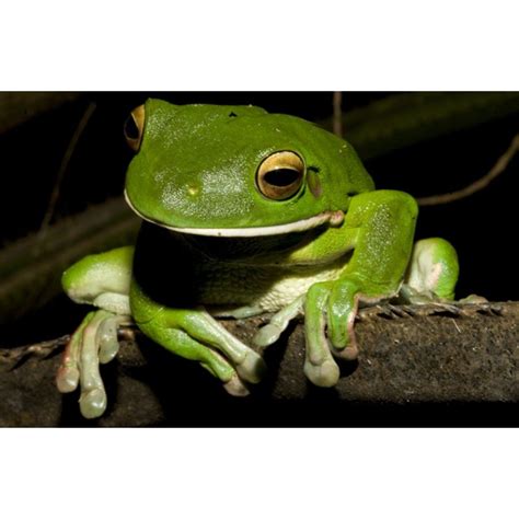 White Lipped Giant Tree Frog | Animals, Tree frogs, Whites tree frog