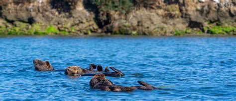 Meet the Sea Otters: Species, Habitat, and Behaviors - Sea Otter Foundation & Trust