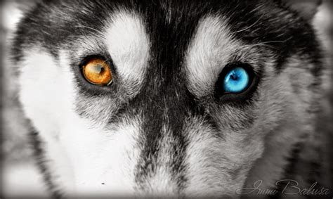 20 Striking Photos Of Huskies With Different Colored Eyes | Husky eyes, Dog facts, Husky