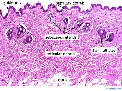 Integumentary System Histology - Skin (labels) - histology slide