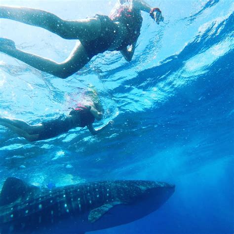 whale shark isla mujeres Archives - Snorkel Isla Mujeres, Fishing Trip Isla Mujeres, Whale Shark ...