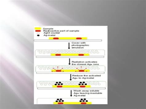 Autoradiography | PPT