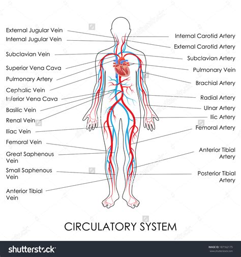 Circulatory System Diagram Simple