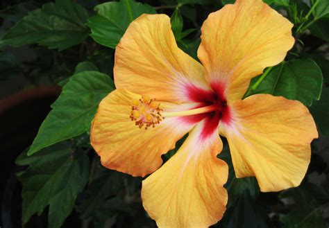 HIBISCOS AMARILLOS - Buscar con Google | Growing hibiscus, Hibiscus plant, Hibiscus garden