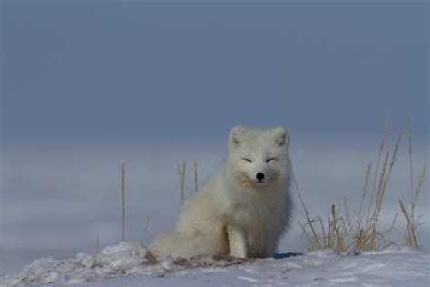 Animal Facts: Arctic fox | Canadian Geographic