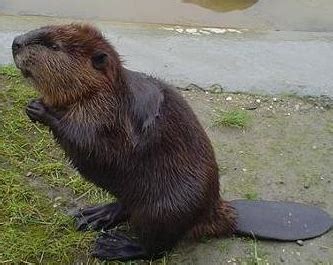 Beaver Adaptations: Lesson for Kids | Study.com