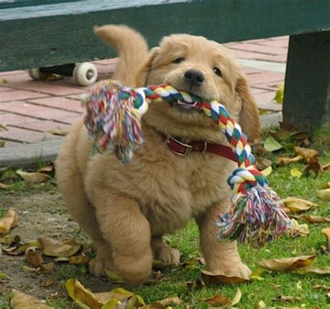 Fluffy Fat Golden Retriever Puppies