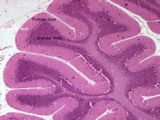 Histology of cerebrum and cerebellum