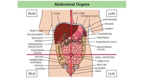 Right Upper Quadrant Pain: Everything You Need To Know 2024