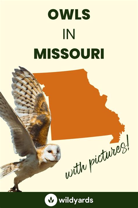 All 8 Owls in Missouri [With Sounds & Pictures]