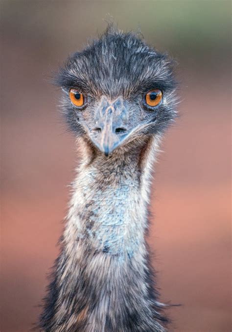 Emu, Australia | Emu bird, Animals, Birds