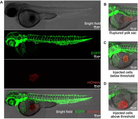 Invasive Behavior of Human Breast Cancer Cells in Embryonic Zebrafish | Protocol